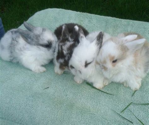 Preloved Adorable Mini Lop Bunnies For Sale In Ipswich Suffolk Mini