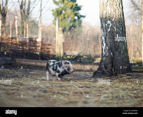 Pot-bellied pig. Portrait of a pig. The concept of breeding pigs, veterinary Stock Photo - Alamy