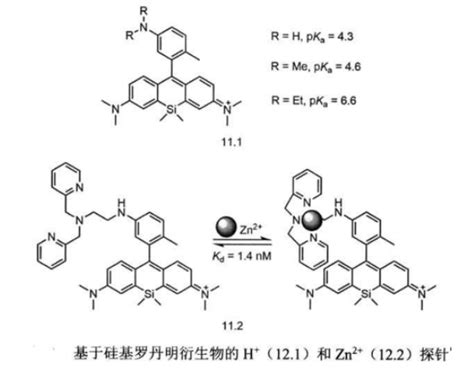 COOH alkyne azide N3 BCN SiR荧光团硅罗丹明 SiR 荧光探针 哔哩哔哩