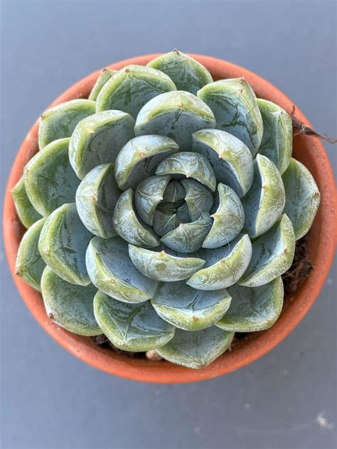 Echeveria Spp Air Magic Hybrid Succublast Korean Succulents