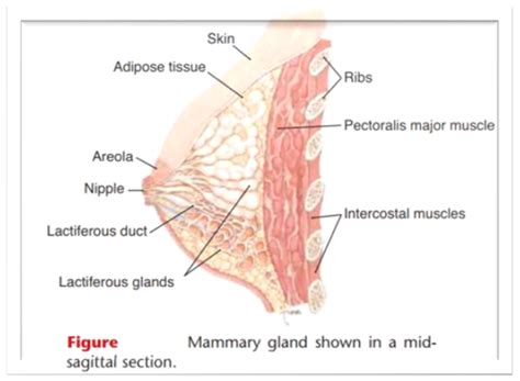 Ob Test Breastfeeding Flashcards Quizlet