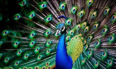 Premium Photo Beautiful Peacock With Feathers Out Close Up Of