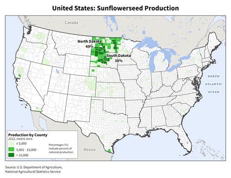 Sunflowerseed Explorer