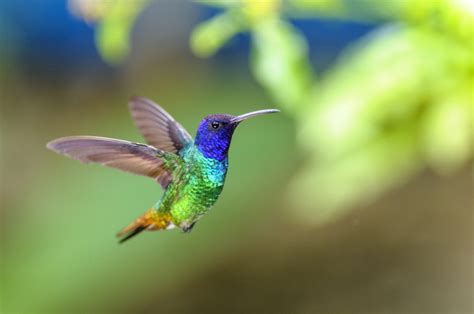 Hummingbirds And Their Magical Mayan Legend Bon Vivant M Xico