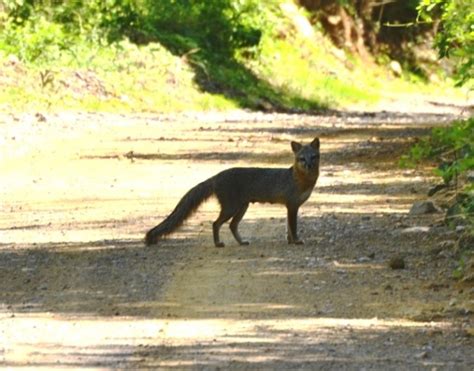 Crean Radiografía Sobre Riqueza Ecológica En Ixtlahuacán Del Río