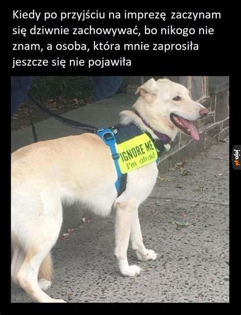 Introwertyk Na Imprezie Jeja Pl