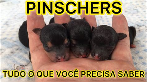 Tudo Sobre Filhote De Cachorro Pinscher Zero Rec M Nascido Pinscher