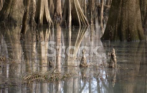 Cypress Trees In Swamp Stock Photo | Royalty-Free | FreeImages