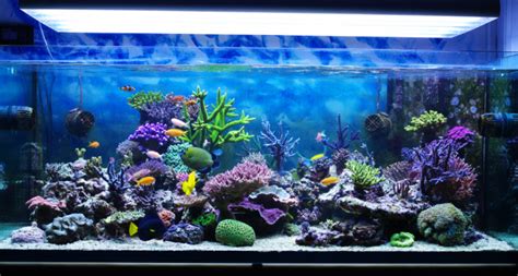 Saltwater Aquarium Setup For Beginners Saltwater Fish Tank Guide 2019