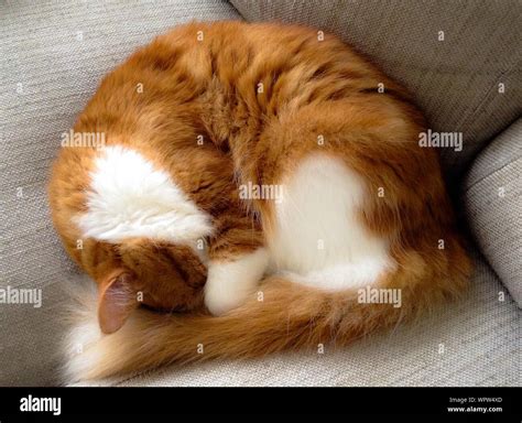 Cat Sleeping On Sofa Stock Photo - Alamy