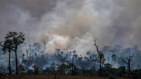 Amazon Forest Deforestation