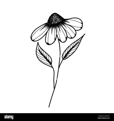 Flower design aesthetic Black and White Stock Photos & Images - Alamy