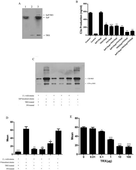 A The Binding Of FH To SzP Lane 1 TRX Lane 2 And The SzP TRX