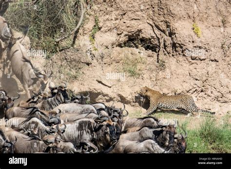 African Leopard Panthera Pardus Stalking Hunting Wildebeest