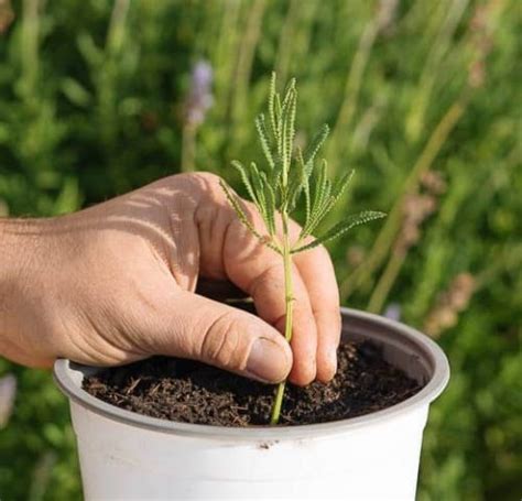 17 flores fáciles de reproducir a partir de esquejes tallos Eco