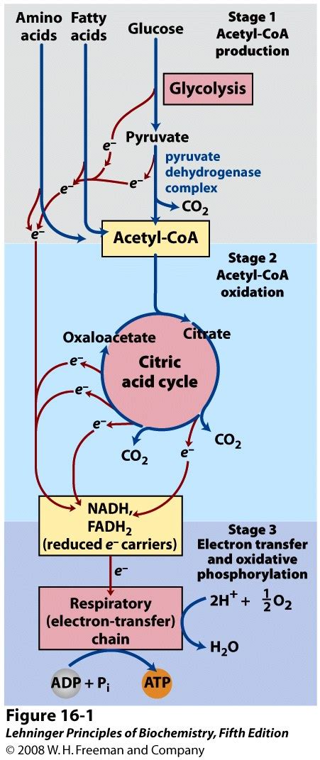 The Citric Acid Cycle Bioc Introduction To Biochemistry