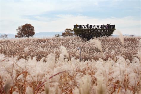 서울억새축제 상암 하늘공원 서울 핫플 백배즐기기 A8