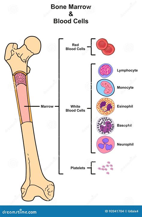 White Blood Cell Diagram