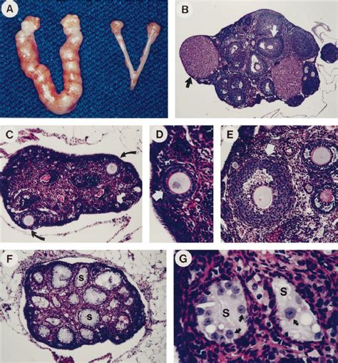 Morphology And Histology Of The Reproductive Tract And Ovaries Of