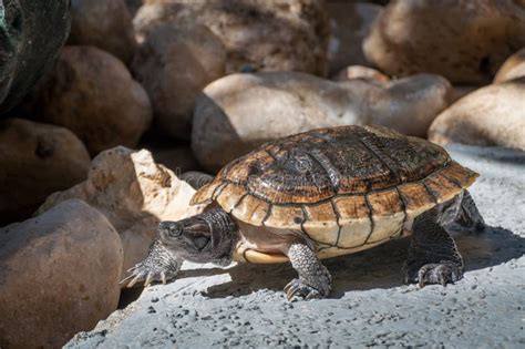 Sea Turtle Walking Slowly Stock Image Image Of Coast 106337217