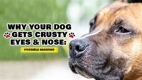 Why Your Dog Gets Crusty Eyes And Nose Possible Reasons Toe Beans
