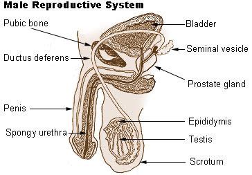 Reproductive System Facts Functions And Diseases Live Science