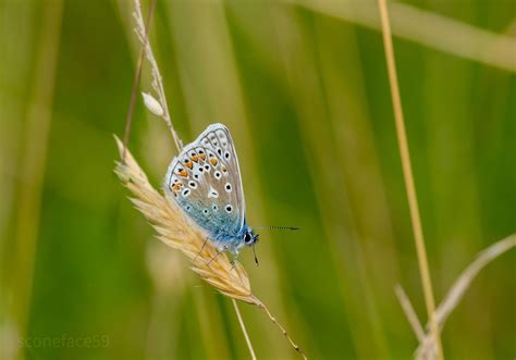 Common Blue Resting On Grass Seed Head E Staffs Ben Reavey Flickr