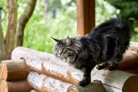 Gato Maine Coon Todo Lo Que Debes Saber Sobre Esta Raza