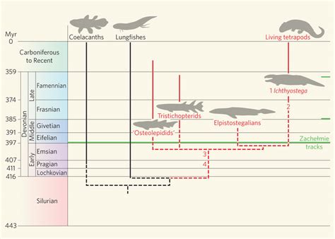 Simplified Evolutionary Tree Of The Living And Fossil Lobe Finned Download Scientific Diagram