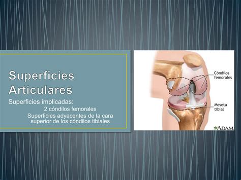 Articulación de la rodilla presentacion pptx Descarga Gratuita