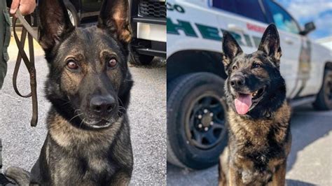 Pasco County Sheriff S Office Celebrates Retirement Of 2 K 9s