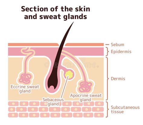 Ghiandole Sudorate Ecrina Di Apocrina E Anatomia Cutanea Sana Sebacea