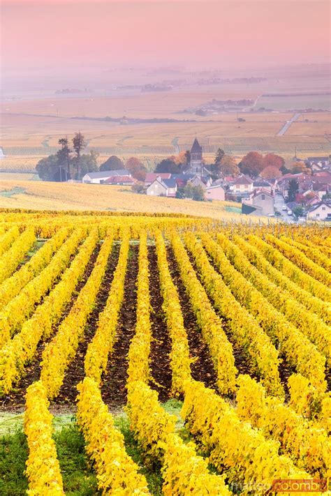 Ville Dommange And Its Vineyards Champagne France Royalty Free Image