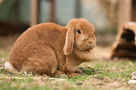 Quanto Vive Un Coniglio Aspettativa Di Vita E Consigli Cuccioliamo It