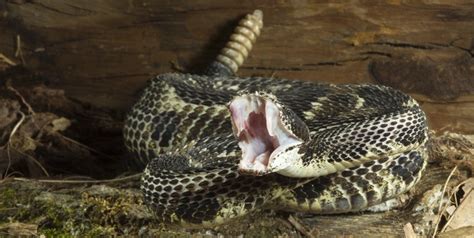 Timber Rattlesnake (Crotalus horridus) | about animals