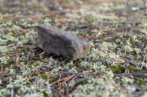 Close Up Of Green Lichen And Moss Textures Growing On A Rock Background