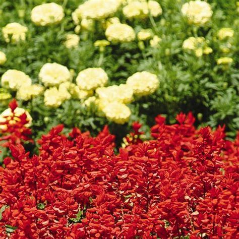 Salvia Splendens Red Hot Sally II Scarlet Sage SiteOne