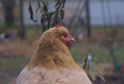 The Trouble with Dual Purpose Chicken Breeds - ImaginAcres