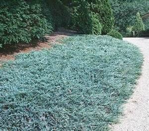 Blue Rug Juniper | NWA Plants Inc