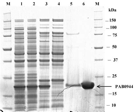 Sds Page Analysis Of Expression And Purification Of Recombinant