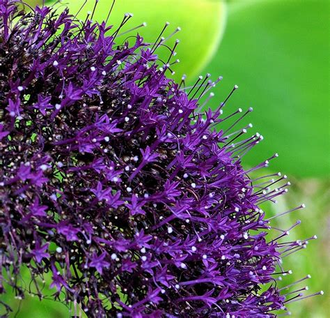 Trachelium caeruleum 'Hamer Pandora' | Unusual flowers, September ...