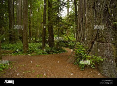 California Redwood Forest Landscape One Magical Place Nature Photo