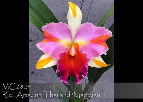 Rlc Amazing Thailand Magician Haadyai Delight X Cattleya Brazilian