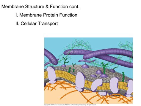 Membrane Protein Function & Cellular Transport