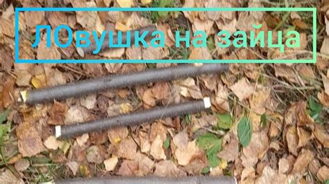 Прогулка по лесу"Ловушка на зайца" - YouTube
