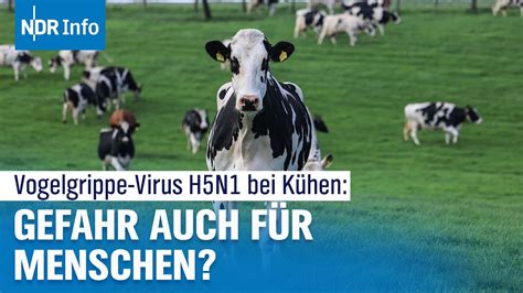 Vogelgrippe Virus H5N1 bei Kühen Wie hoch ist Ansteckungsgefahr