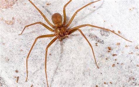 Blog How To Identify And Get Rid Of Dangerous Spiders Around Your Houston Home