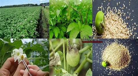 Agriculturelearning The Biggest Field Of Agricultural Information In