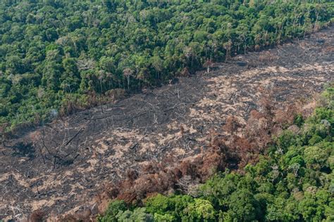 Grilagem Na Amaz Nia Bnc Amazonas