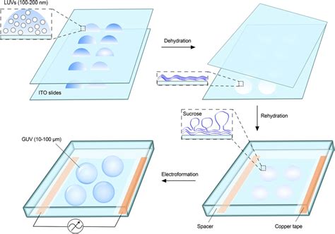 Electroformation Of Guvs Liposomes Luvs Diluted In Distilled Water